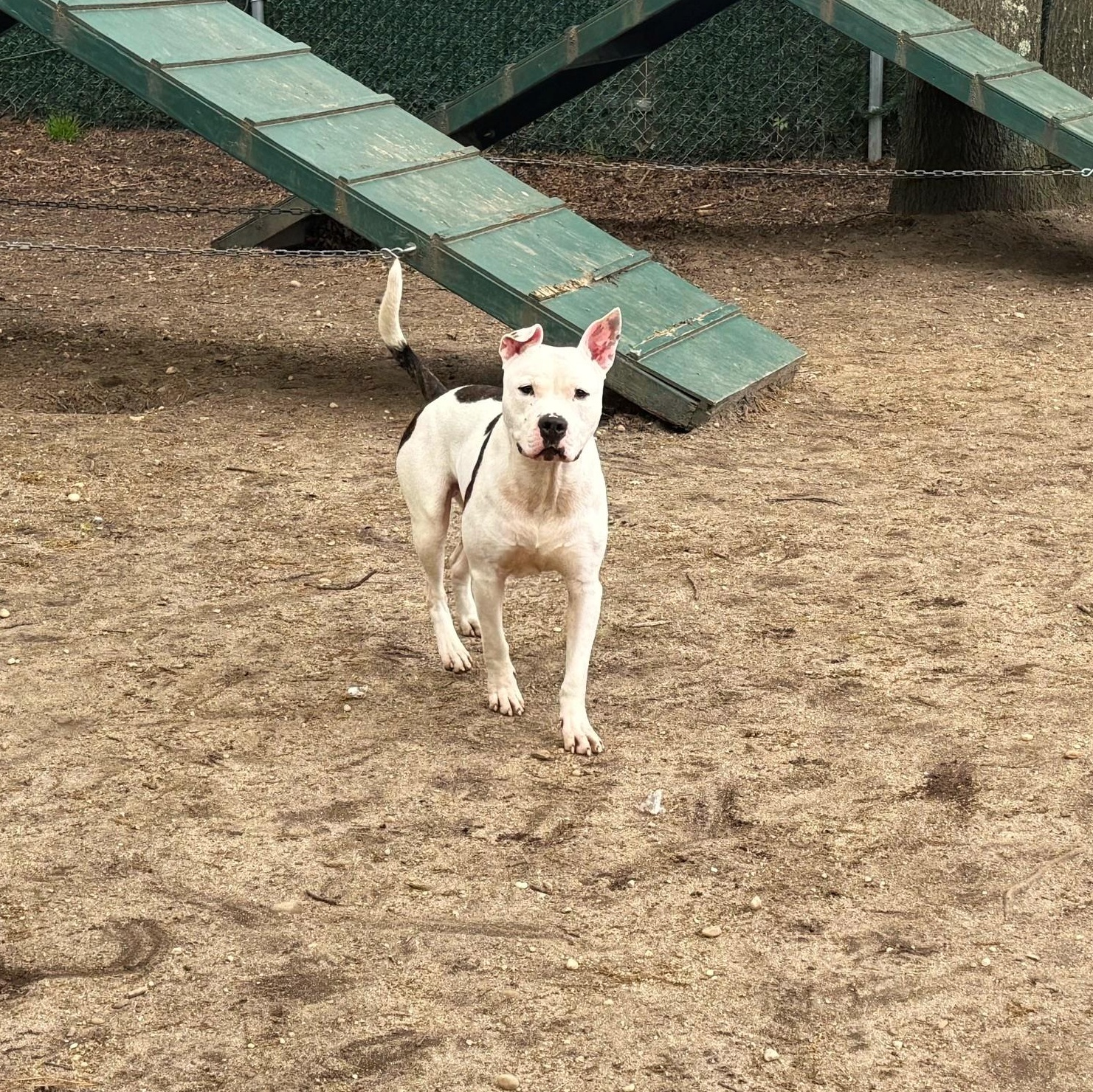 Enlarge JoJo, a Adoptable Mixed Breed in Brookhaven, NY image 4/5