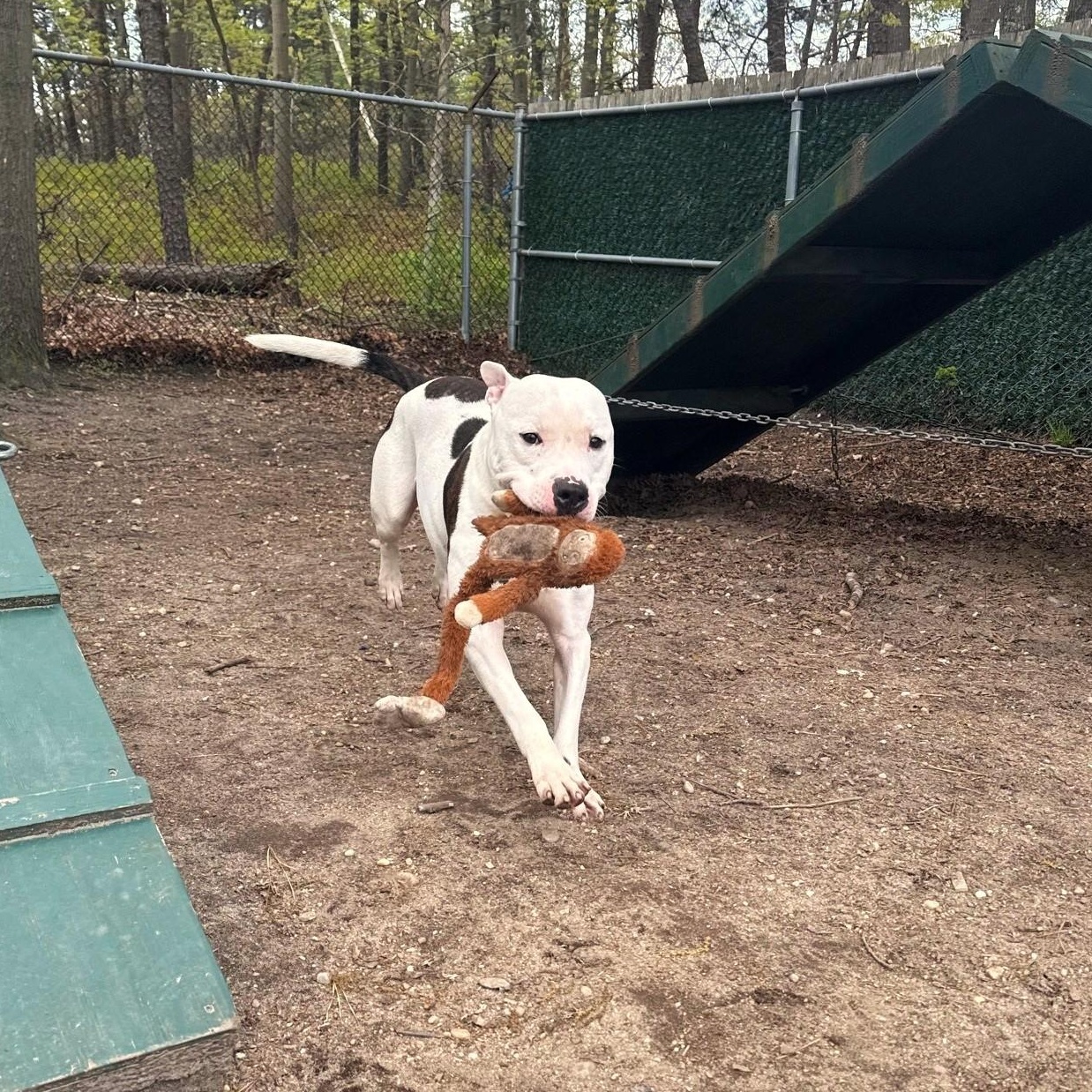 Enlarge JoJo, a Adoptable Mixed Breed in Brookhaven, NY image 1/5