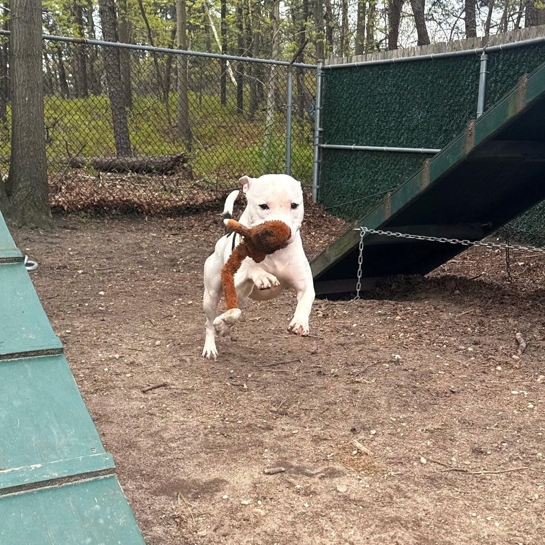 Enlarge JoJo, a Adoptable Mixed Breed in Brookhaven, NY image 2/5
