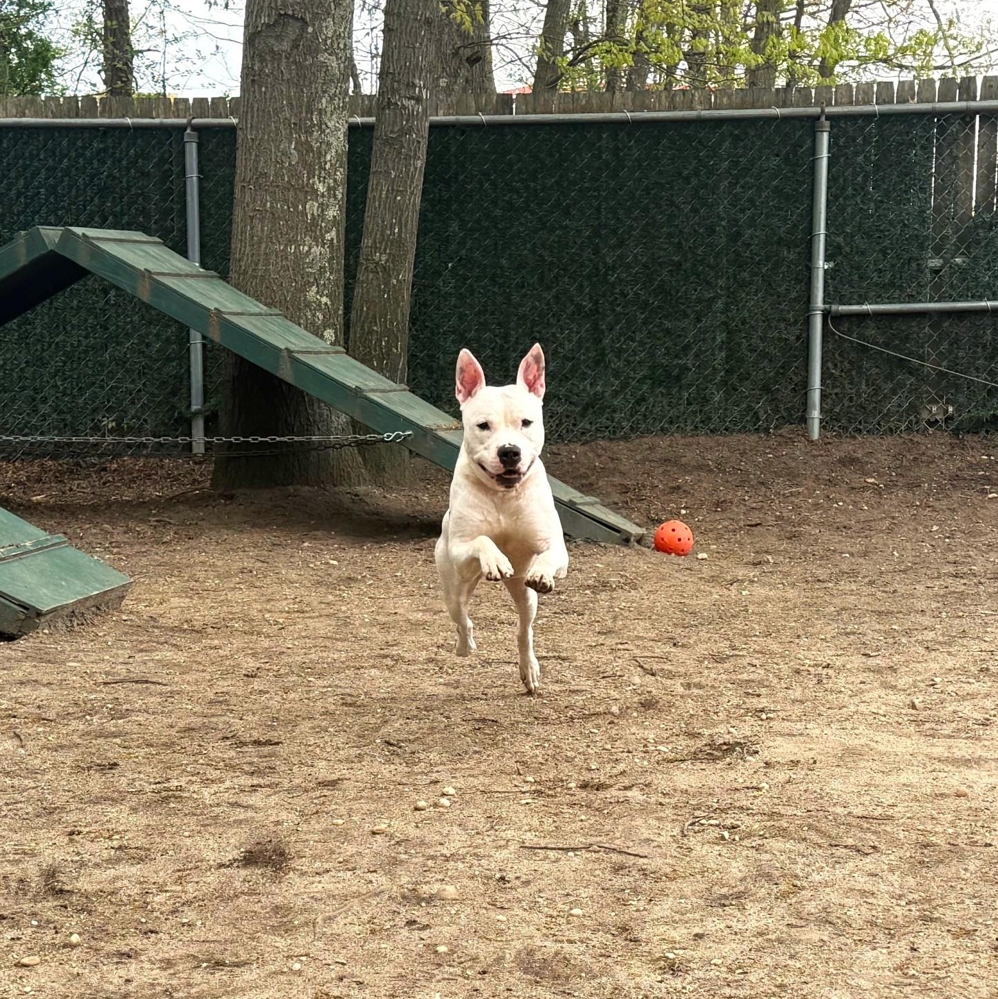 Enlarge JoJo, a Adoptable Mixed Breed in Brookhaven, NY image 3/5