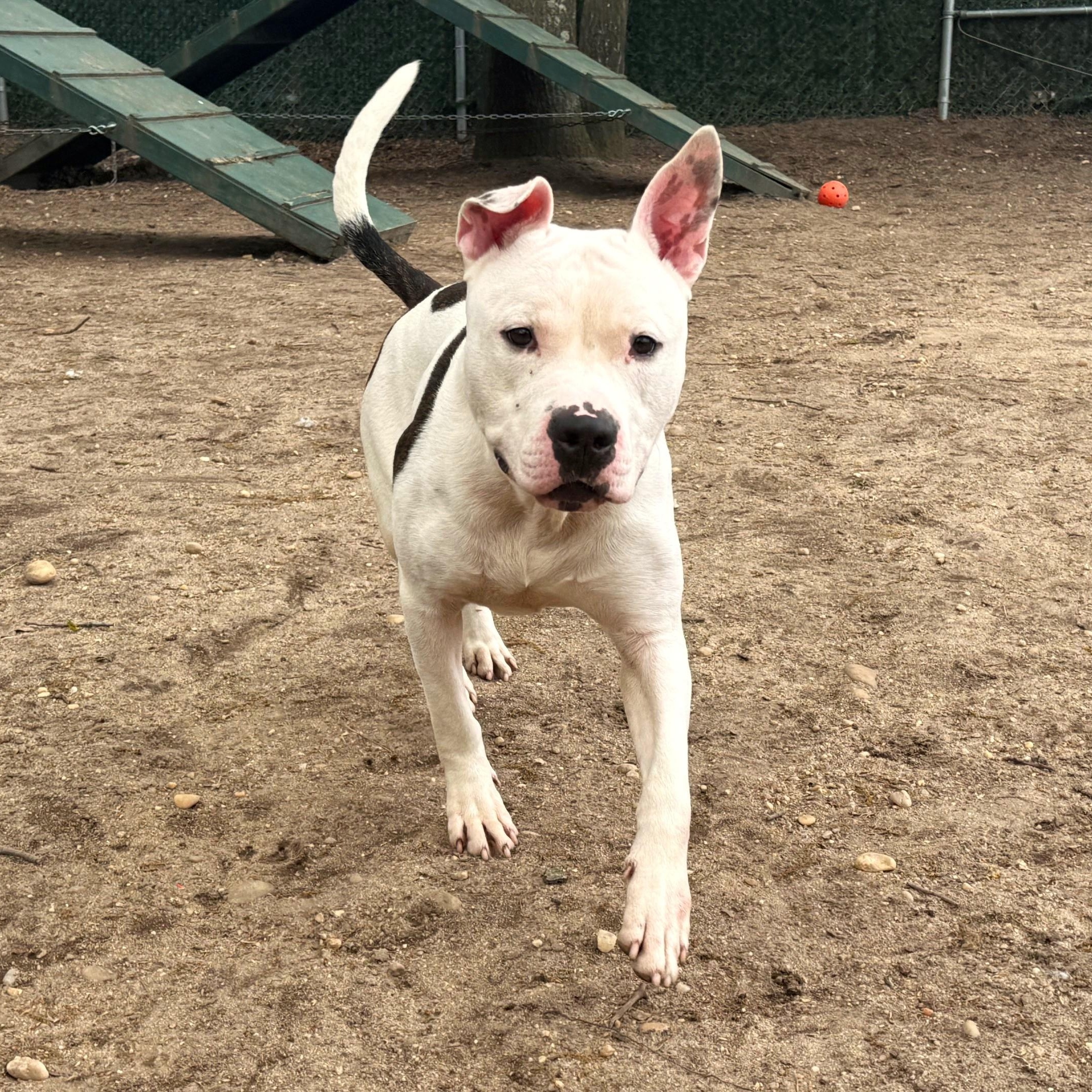 Enlarge JoJo, a Adoptable Mixed Breed in Brookhaven, NY image 5/5