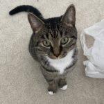 Enlarge Tom, an adopted Domestic Short Hair in Winter Haven, FL image 2/2