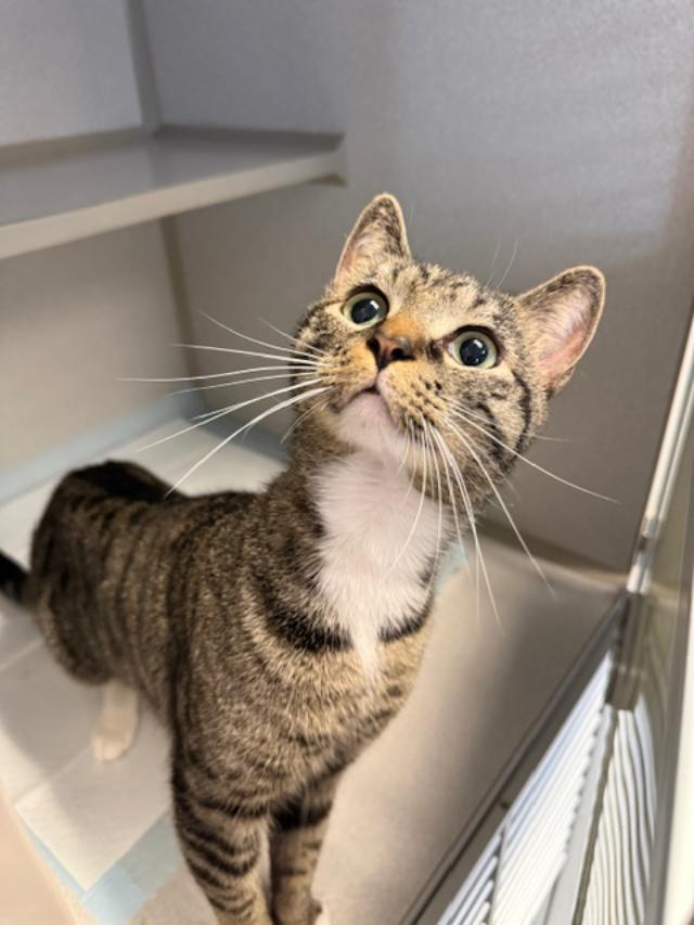 Tom, ADOPTABLE, Adult Male Domestic Short Hair.