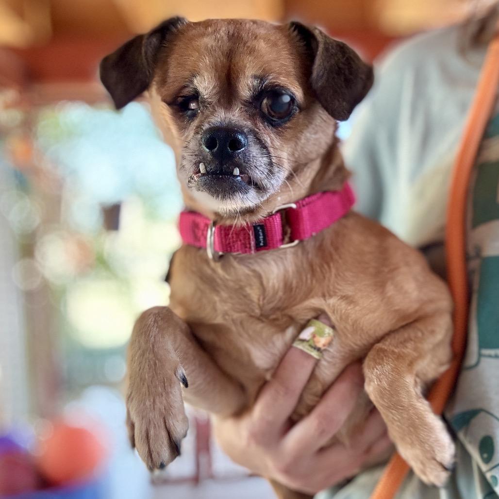 Daisy, Adoptable, Adult Female Mixed Breed.