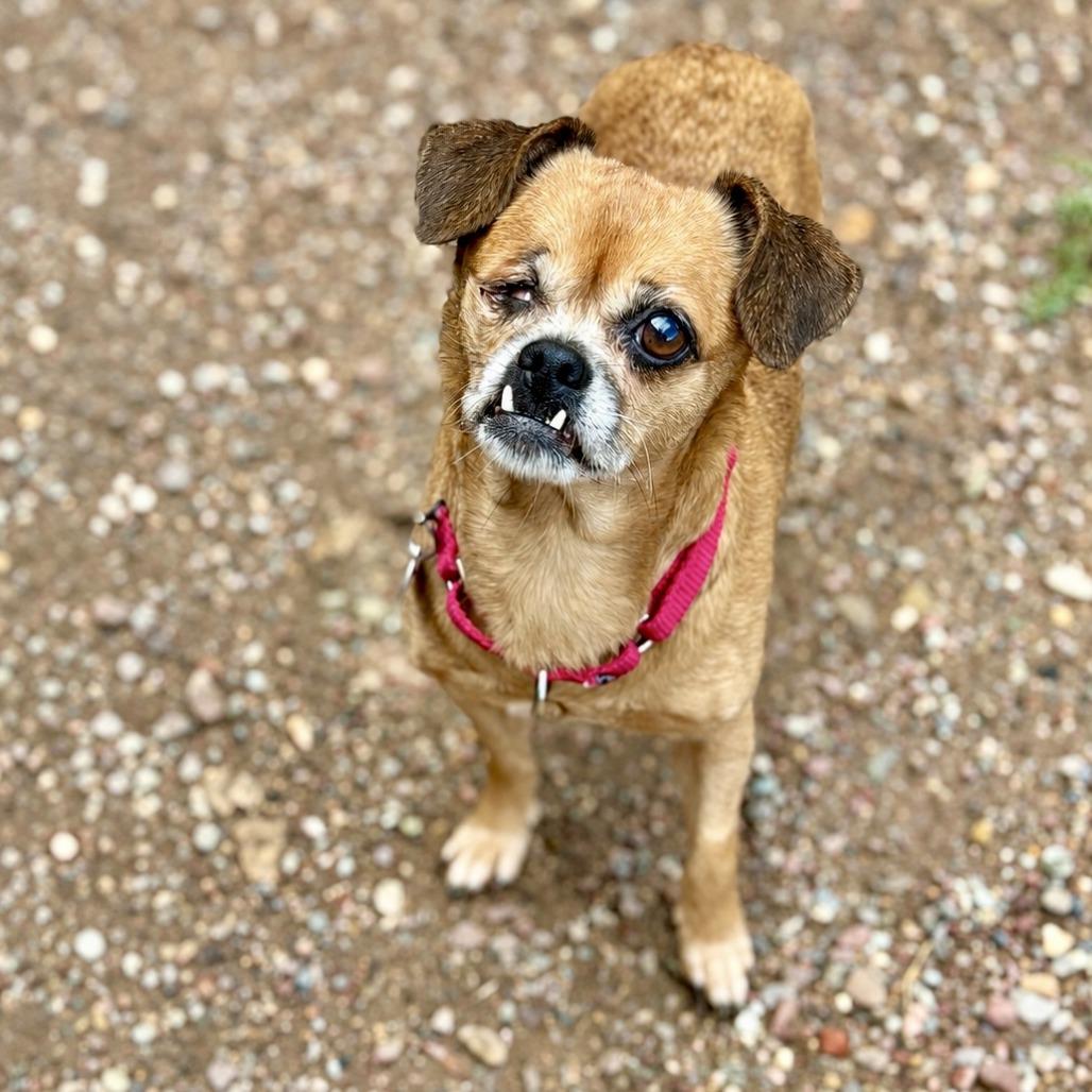 Enlarge Daisy, a Adoptable Mixed Breed in Glenwood Springs, CO image 2/3