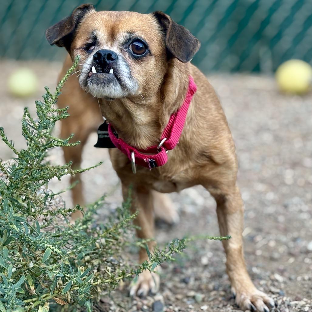 Enlarge Daisy, a Adoptable Mixed Breed in Glenwood Springs, CO image 2/2