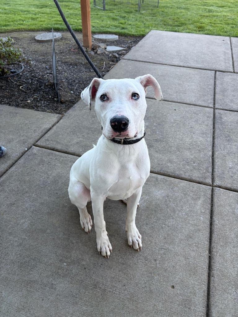 Enlarge Zero (Angel), a Adoptable mixed breed in Newberg, OR image 1/4