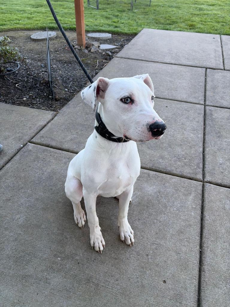 Enlarge Zero (Angel), a Adoptable mixed breed in Newberg, OR image 2/4