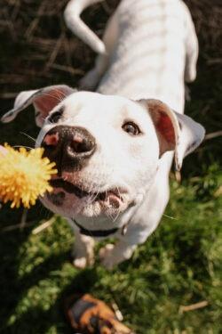 Enlarge Zero (Angel) - Sponsored by Shirlee Sitton, a Adoptable mixed breed in Newberg, OR image 3/6
