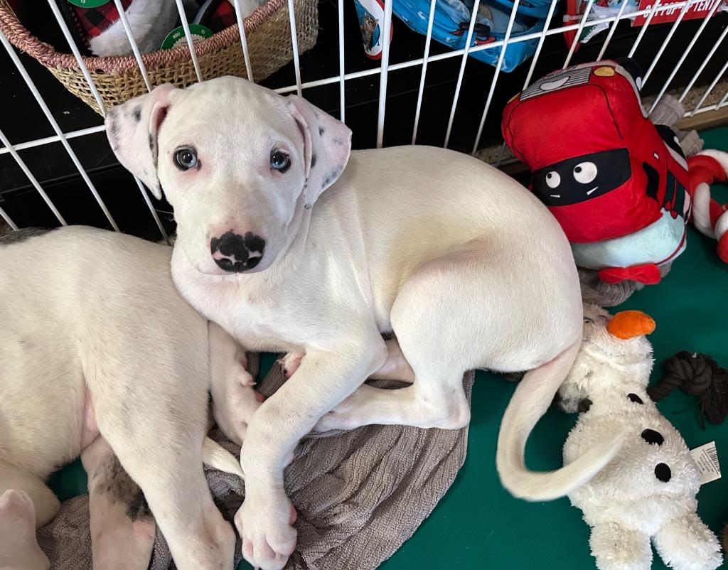 Enlarge Zero (Angel), a Adoptable mixed breed in Newberg, OR image 3/4