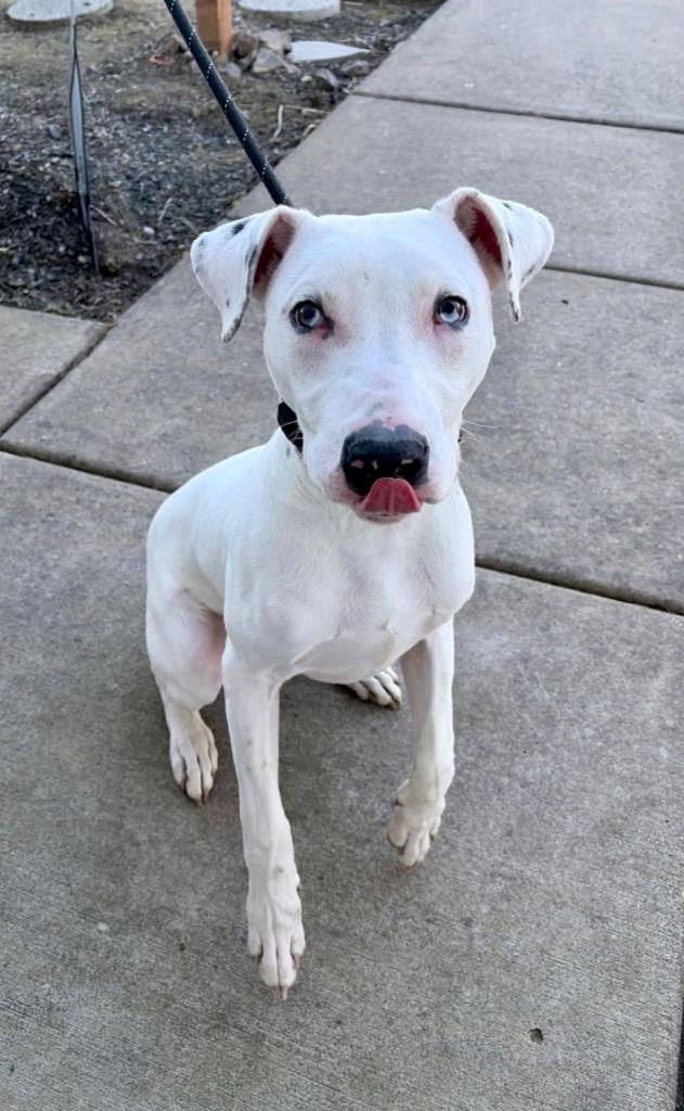 Enlarge Zero (Angel) - Sponsored by Shirlee Sitton, a Adoptable mixed breed in Newberg, OR image 5/6