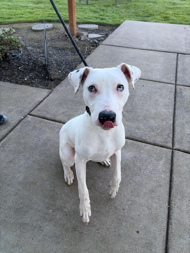 Enlarge Zero (Angel), a Adoptable mixed breed in Newberg, OR image 4/4