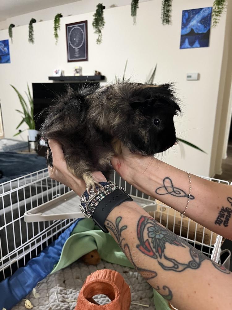 Enlarge Edgar Allen Poe, an adopted Guinea Pig in Austin, TX image 1/1