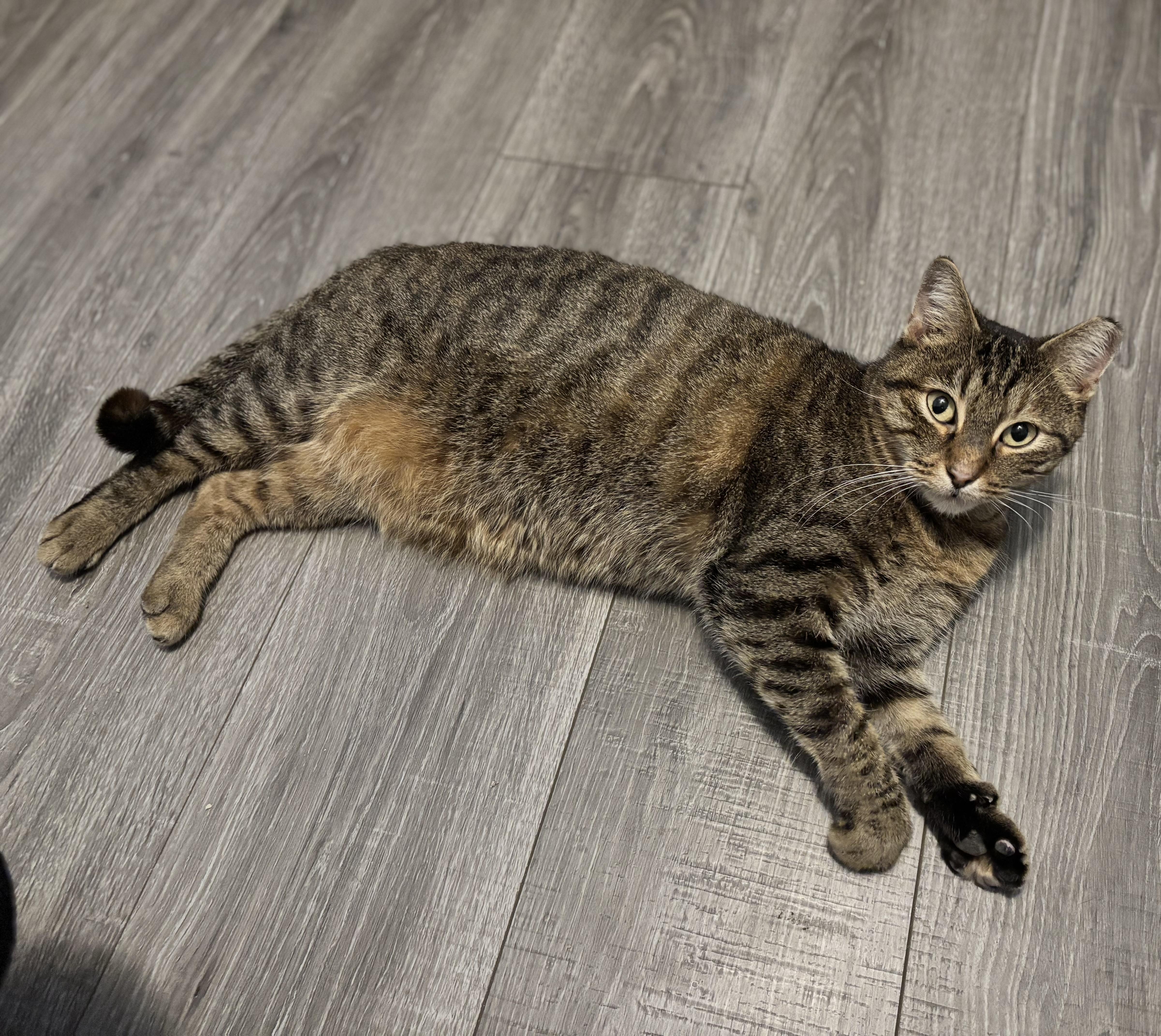 Enlarge BRISTOL - MY EARTIP IS HIP, a Adoptable Domestic Short Hair in Plano, TX image 5/6