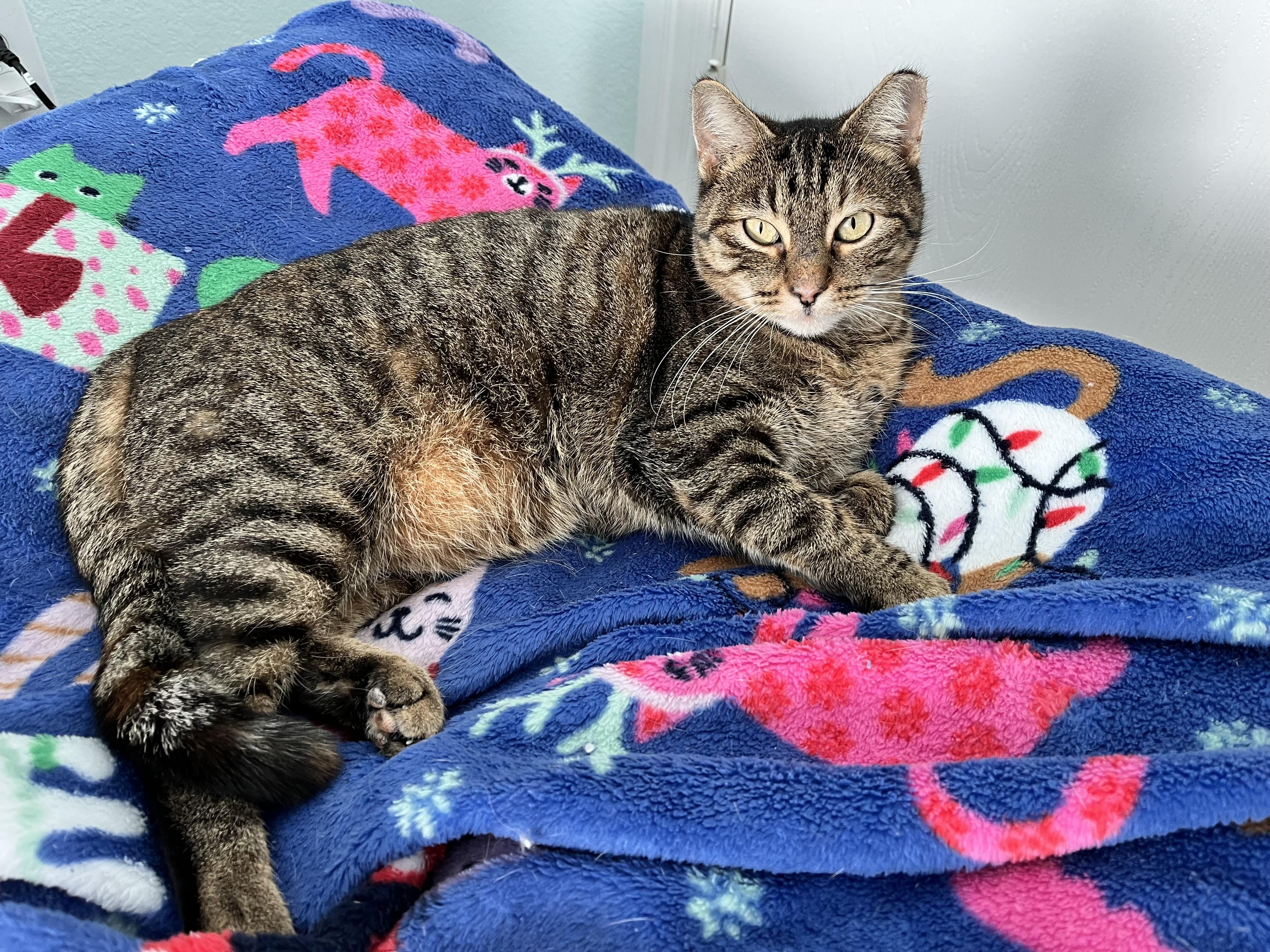 Enlarge BRISTOL - MY EARTIP IS HIP, a Adoptable Domestic Short Hair in Plano, TX image 3/6