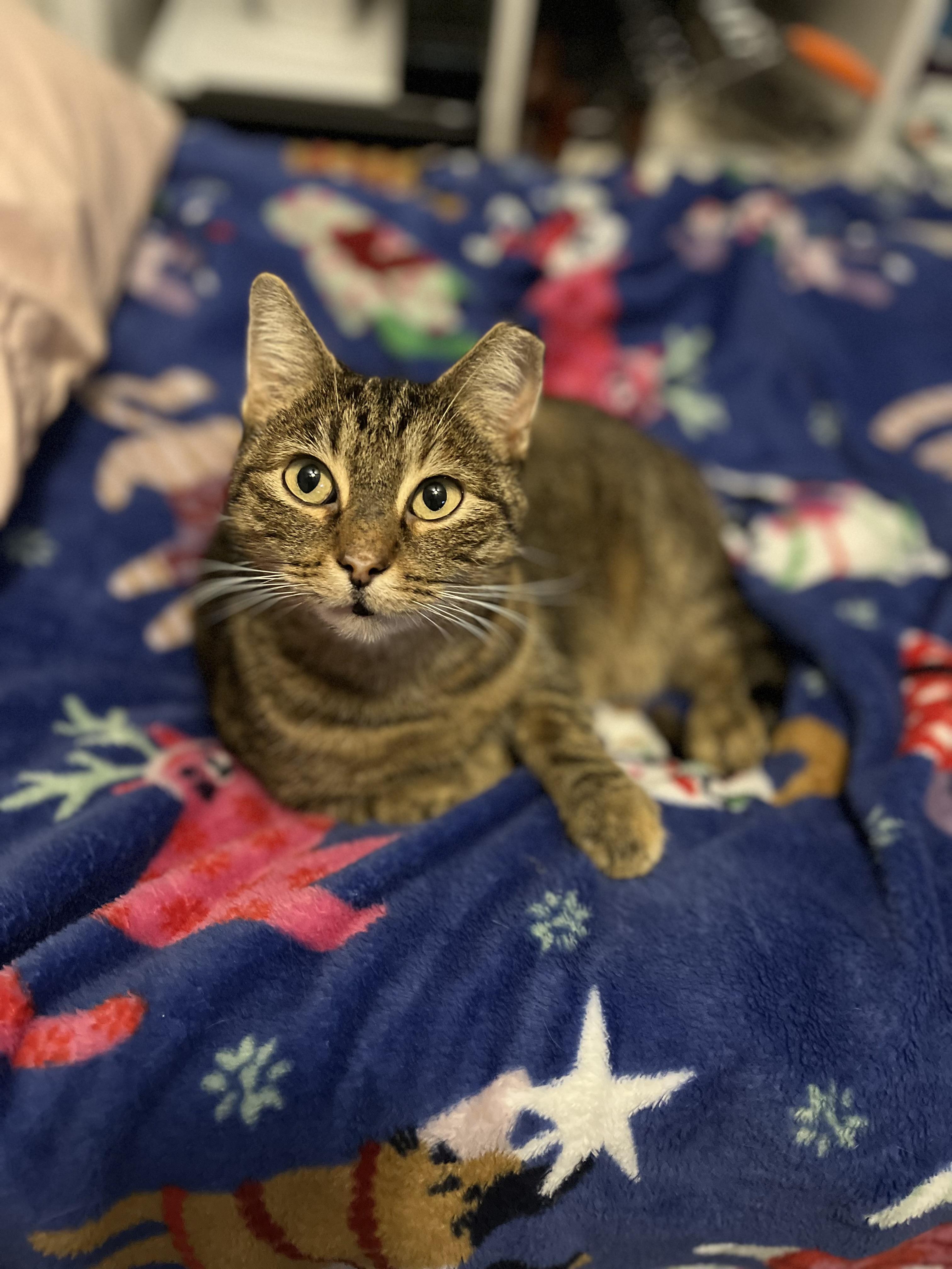 Enlarge BRISTOL - MY EARTIP IS HIP, a Adoptable Domestic Short Hair in Plano, TX image 2/6