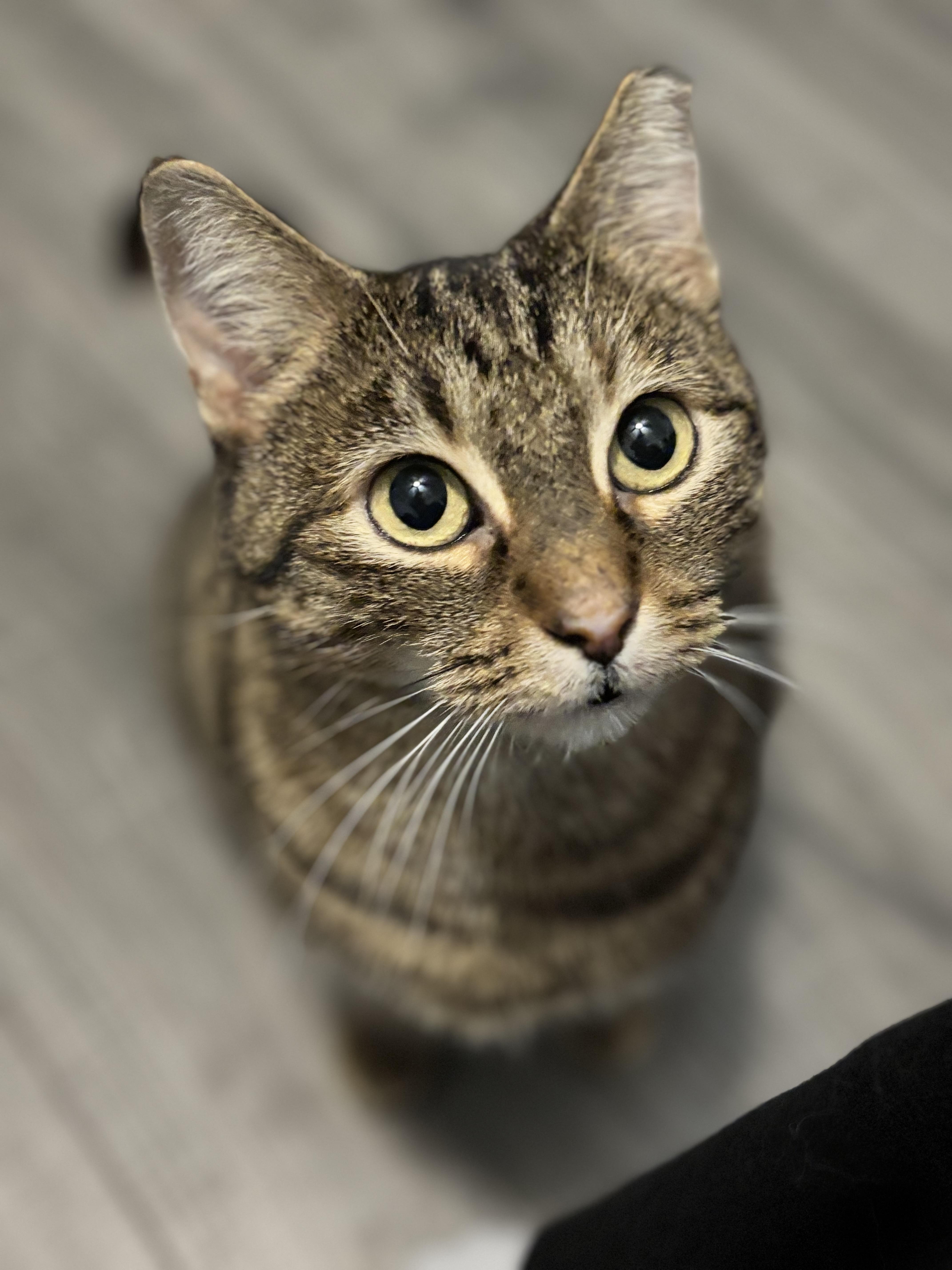 Enlarge BRISTOL - MY EARTIP IS HIP, a Adoptable Domestic Short Hair in Plano, TX image 1/6