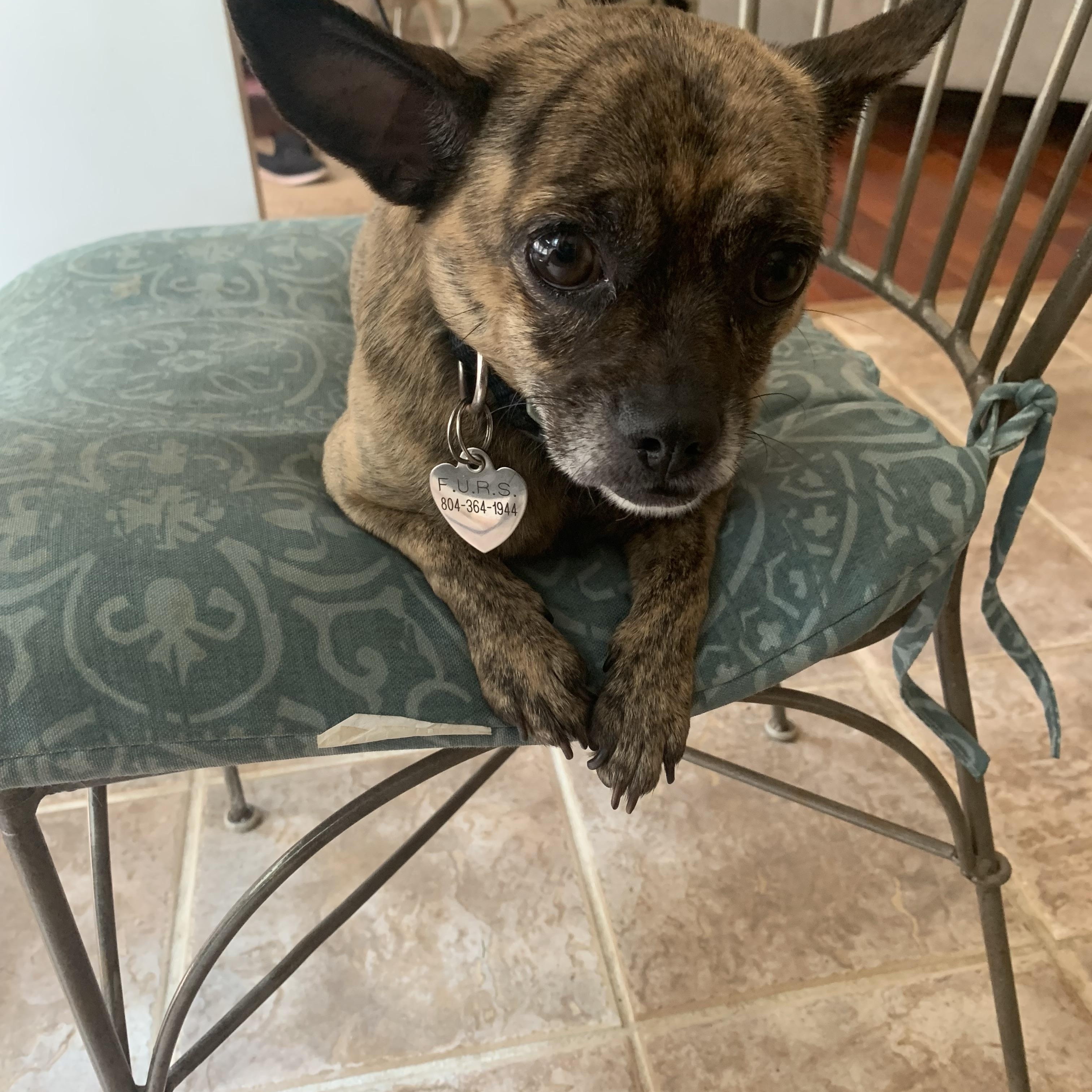 Cookie, a Adoptable Pug in Richmond, VA image 4/4