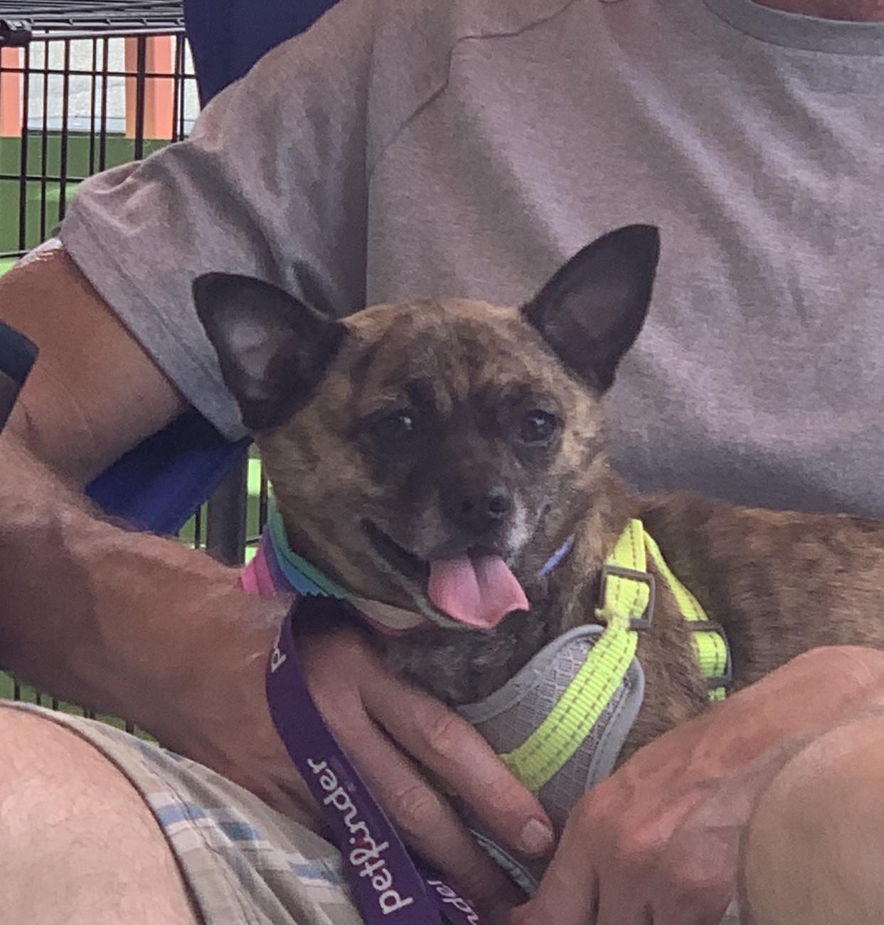 Cookie, a Adoptable Pug in Richmond, VA image 1/4