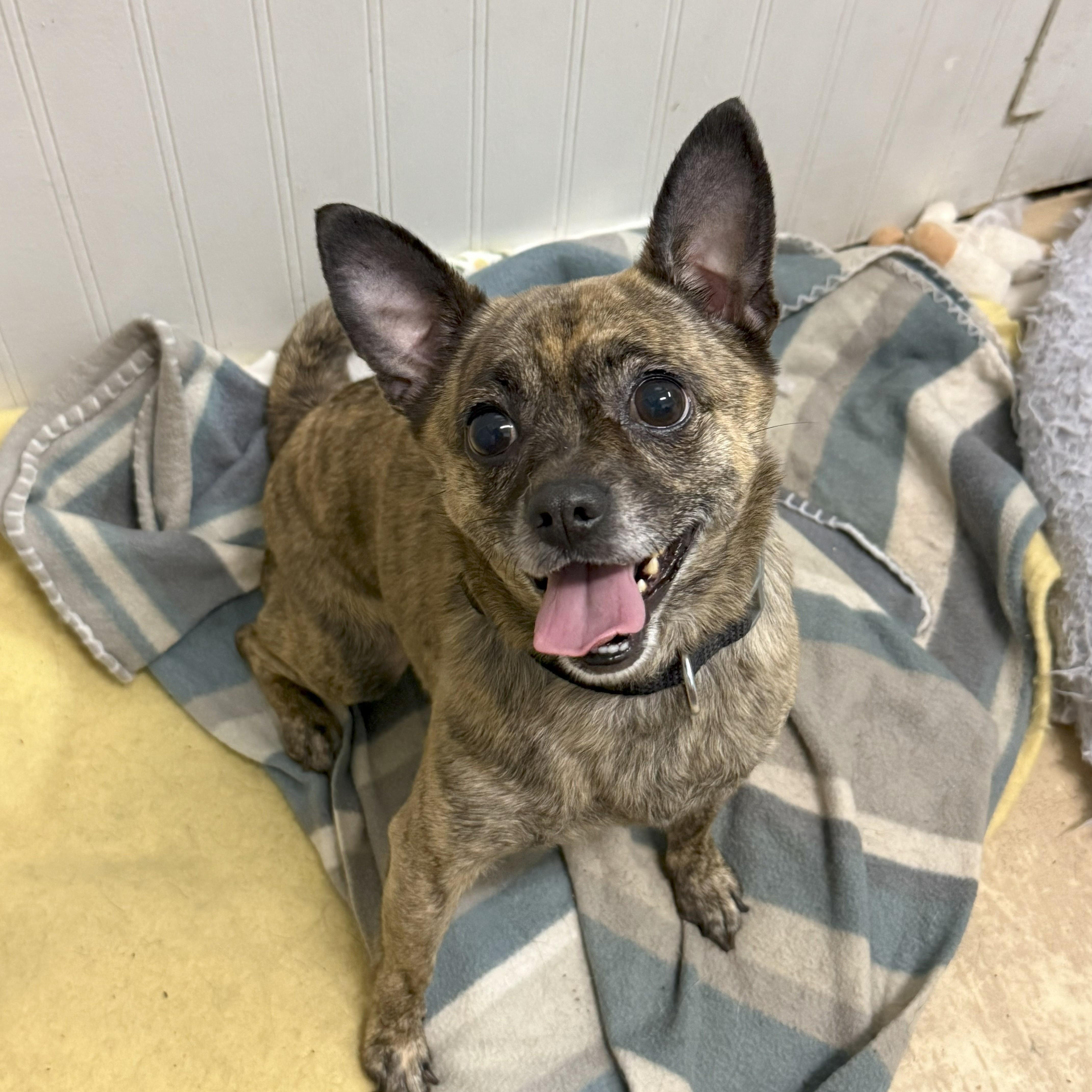 Cookie, a Adoptable Pug in Richmond, VA image 2/4