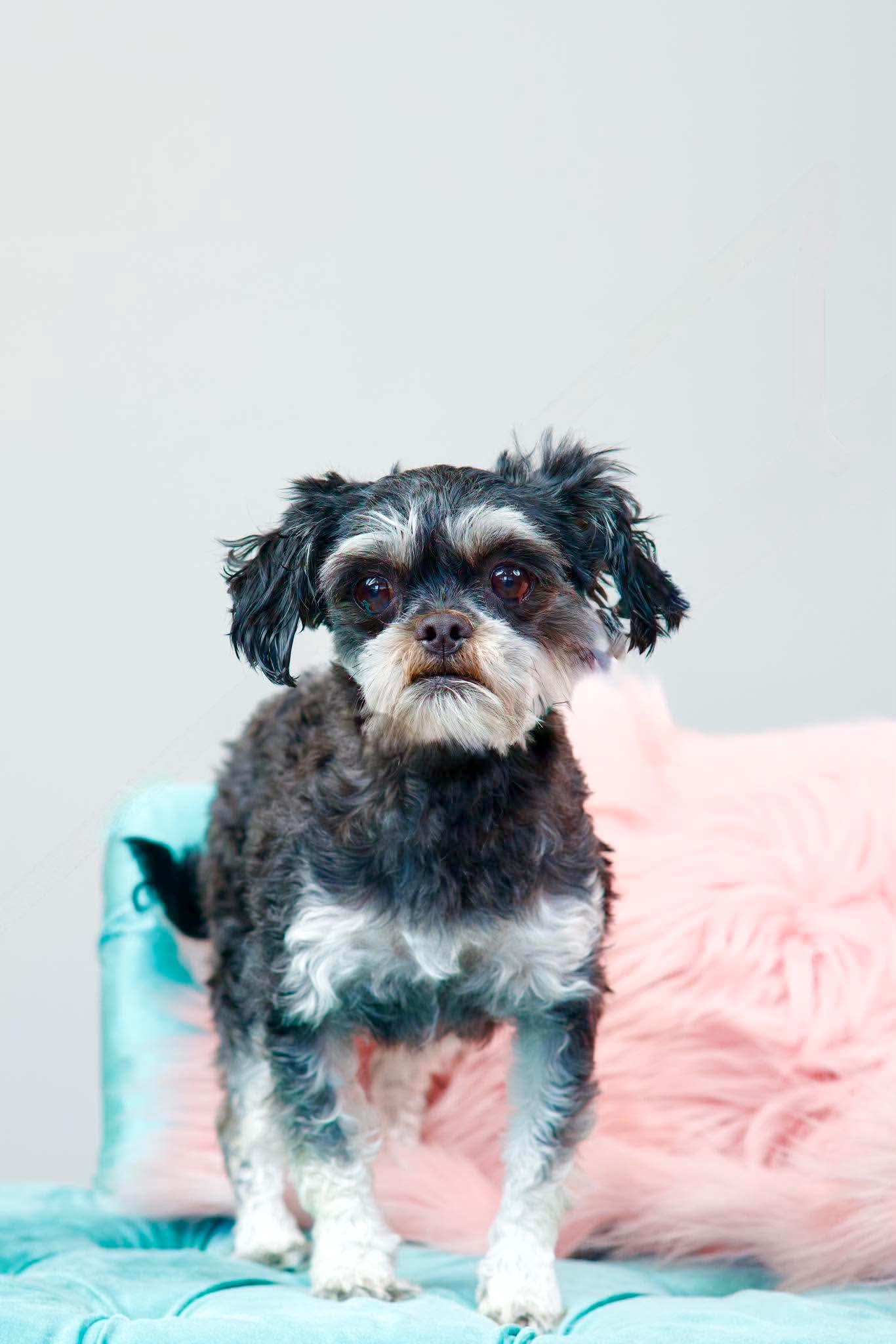 Raven, an adopted mixed breed in Green Bay, WI image 2/5