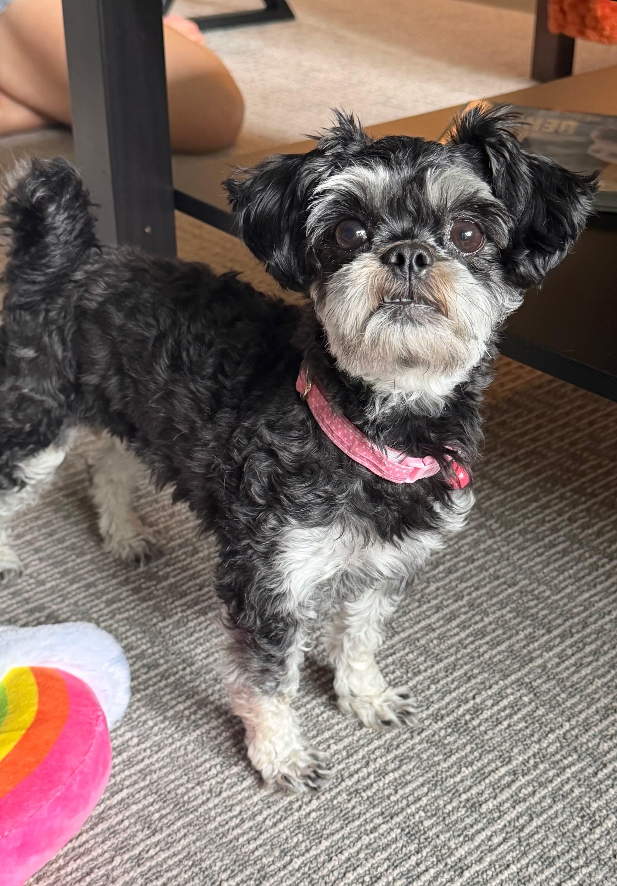 Raven, an adopted mixed breed in Green Bay, WI image 4/5