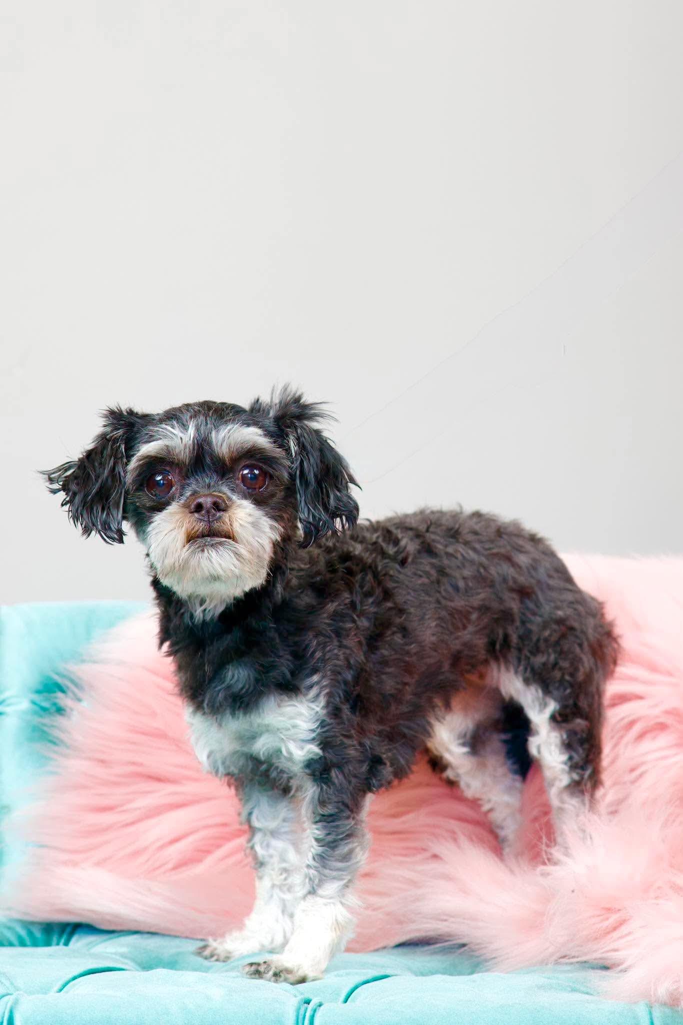 Raven, an adopted mixed breed in Green Bay, WI image 3/5