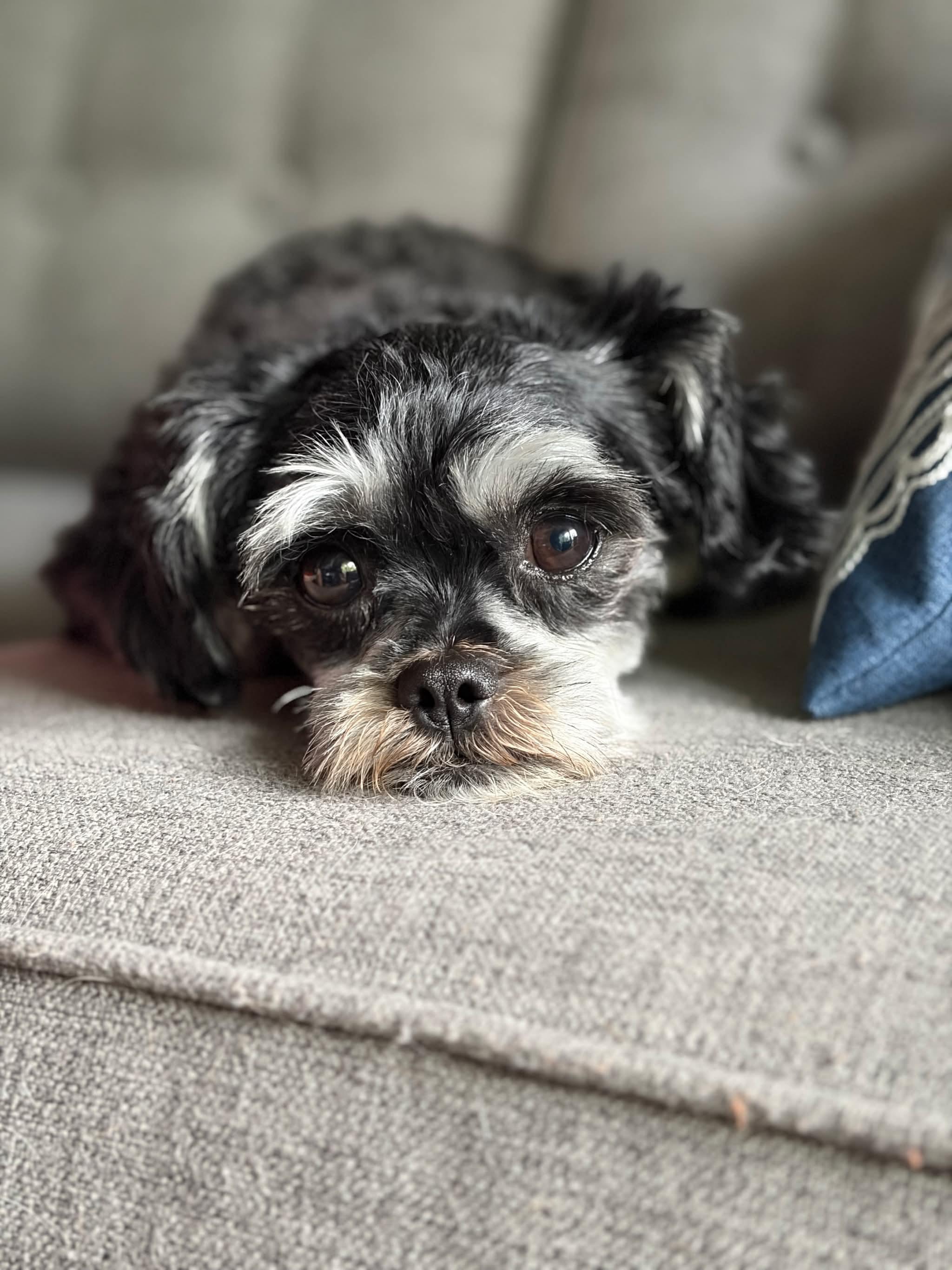 Raven, adopted, Young Female Shih Tzu.