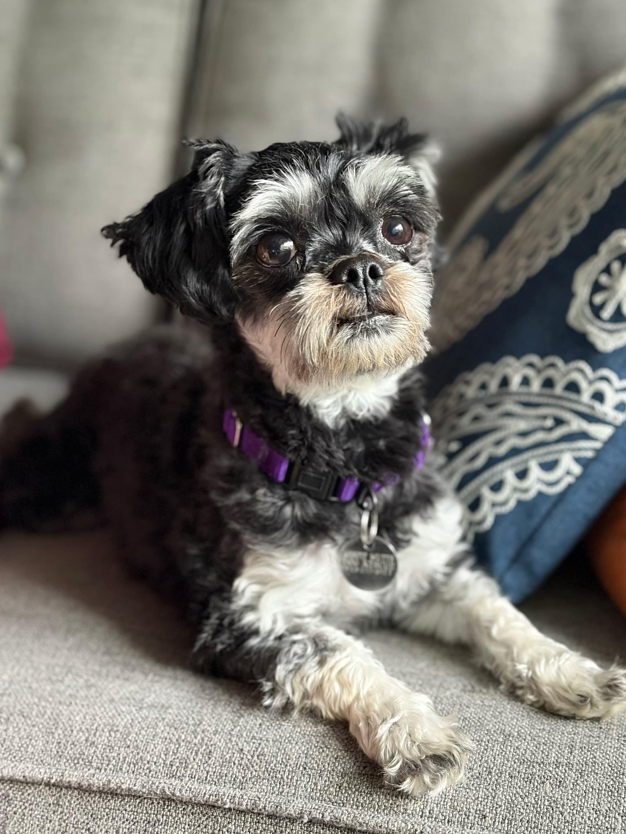 Raven, an adopted mixed breed in Green Bay, WI image 5/5