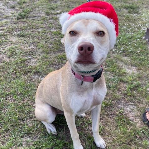 BETH, Adoptable, Young Female Mixed Breed.