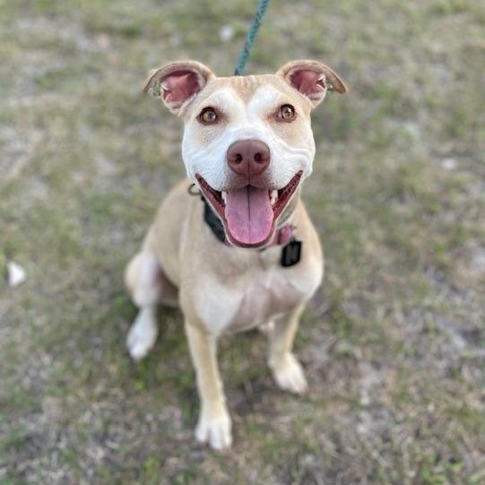 Enlarge BETH, a Adoptable Mixed Breed in Indiantown, FL image 2/6
