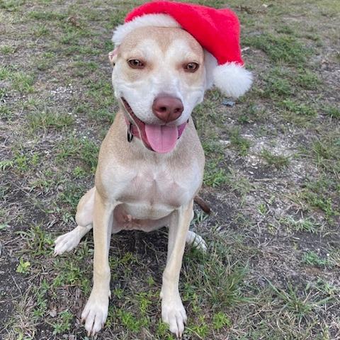 Enlarge BETH, a Adoptable Mixed Breed in Indiantown, FL image 3/6