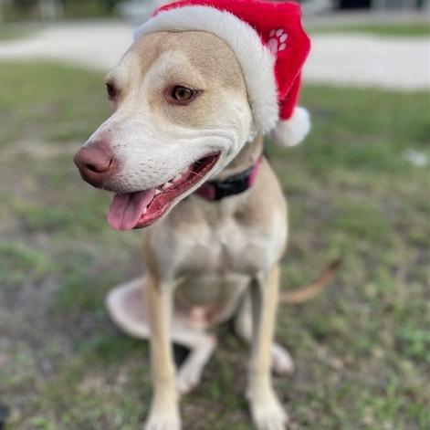 Enlarge BETH, a Adoptable Mixed Breed in Indiantown, FL image 4/6