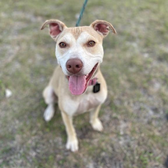 Enlarge BETH, a Adoptable Mixed Breed in Indiantown, FL image 5/6