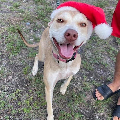 Enlarge BETH, a Adoptable Mixed Breed in Indiantown, FL image 6/6