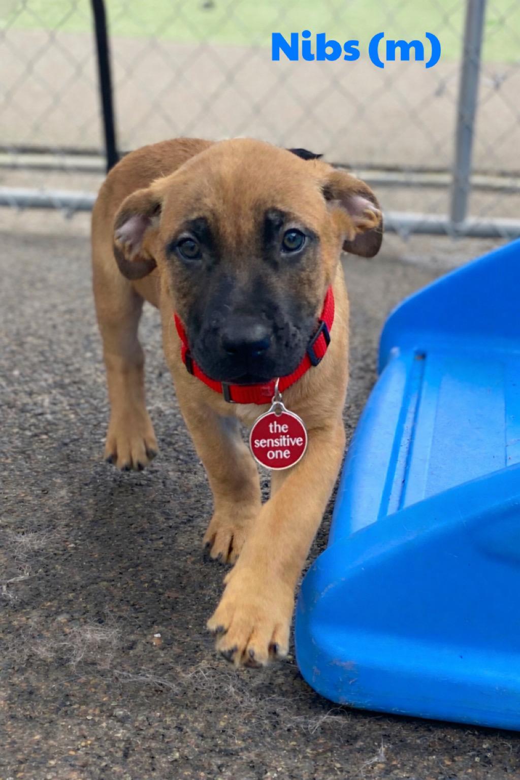 Nibs, adopted, Puppy Male Boerboel & German Shepherd Dog.