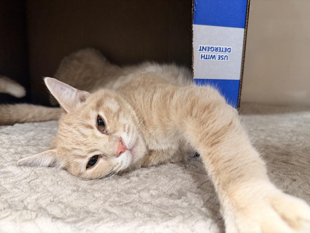 Enlarge **Cat Cafe** Otto, a Adoptable Domestic Short Hair in Topeka, KS image 1/2
