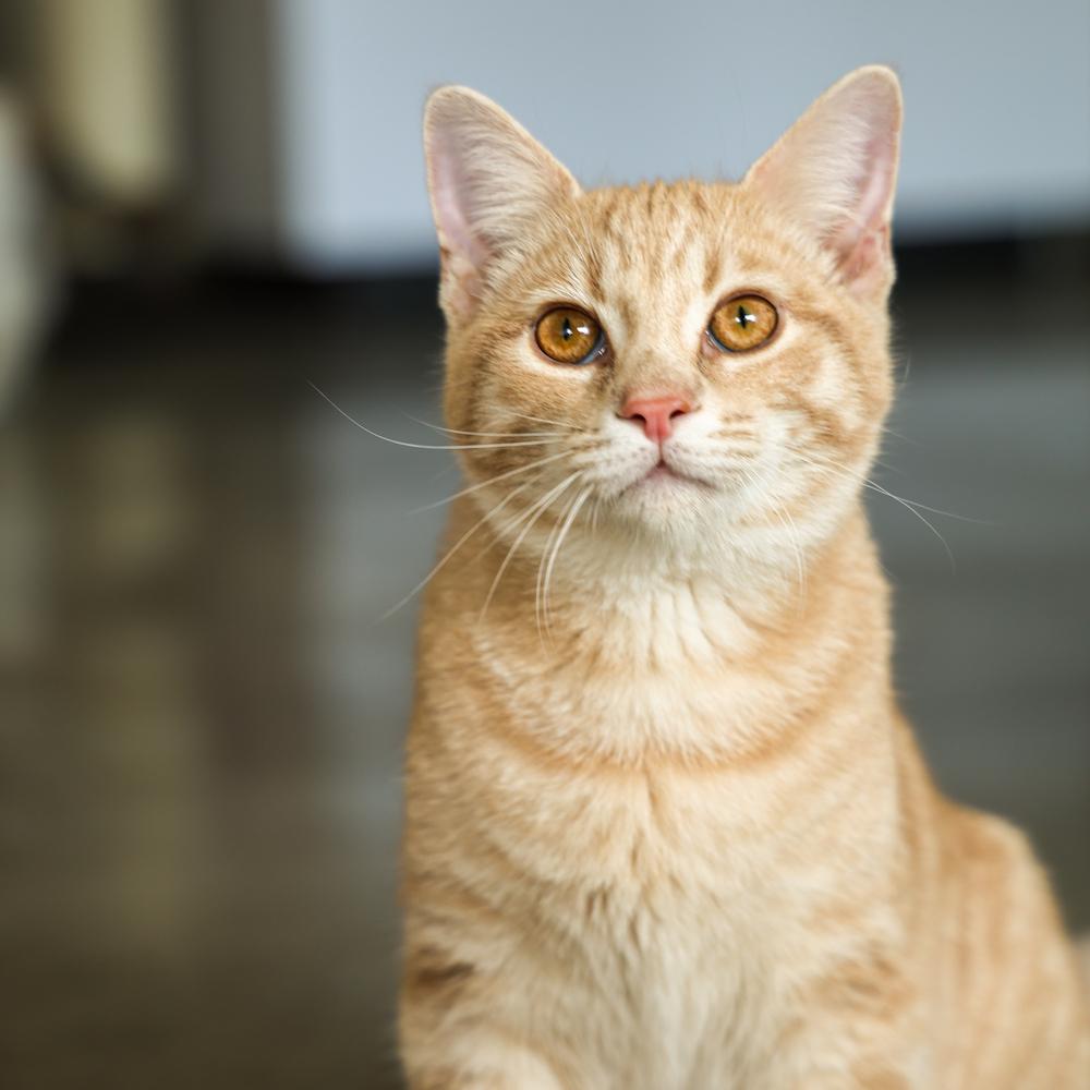 Enlarge **Cat Cafe** Otto, a Adoptable Domestic Short Hair in Topeka, KS image 2/2