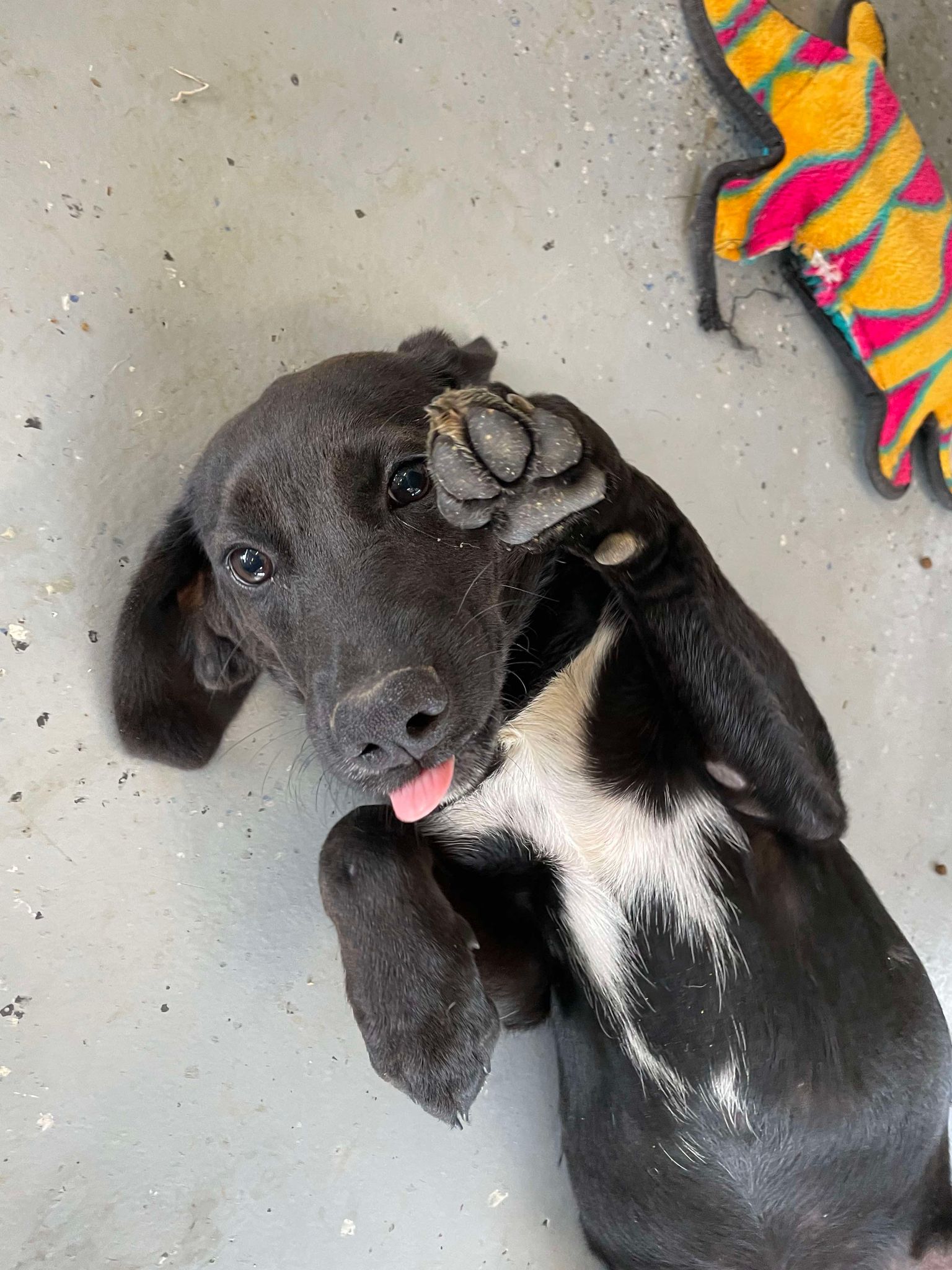 Dog for adoption Kaylani, a Labrador Retriever & Hound Mix in