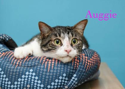 Enlarge Auggie, a Adoptable mixed breed in Parma, OH image 1/1
