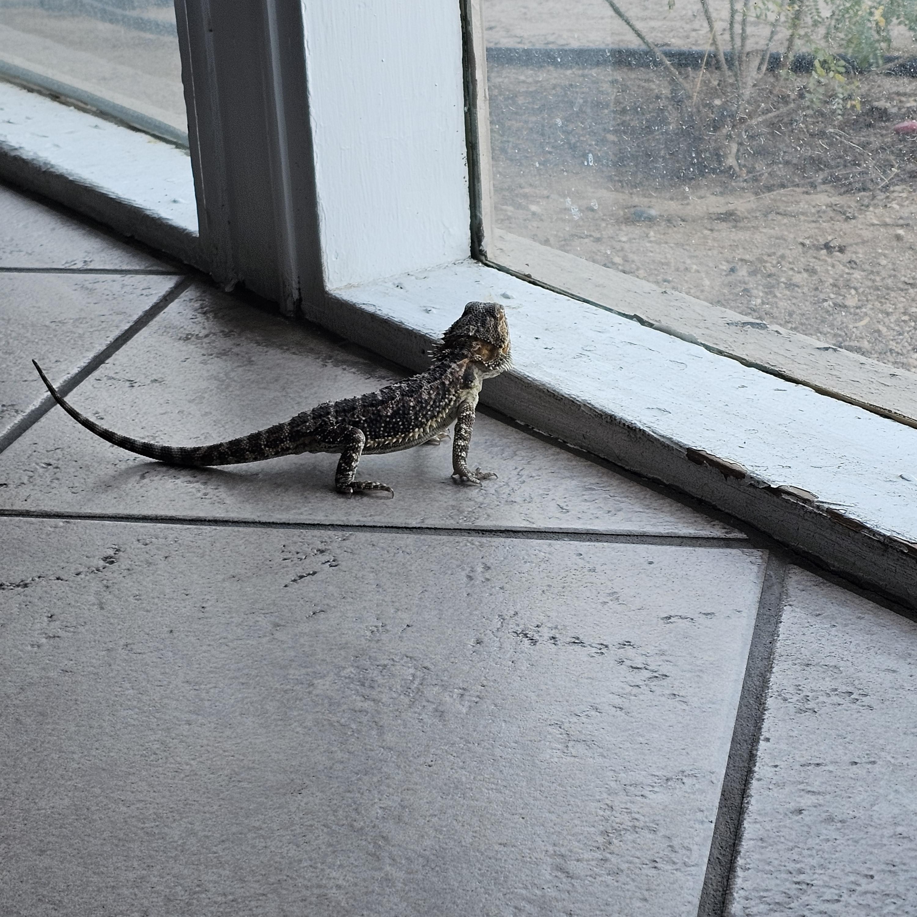 Enlarge Tinker, an adopted Bearded Dragon in Tucson, AZ image 1/5