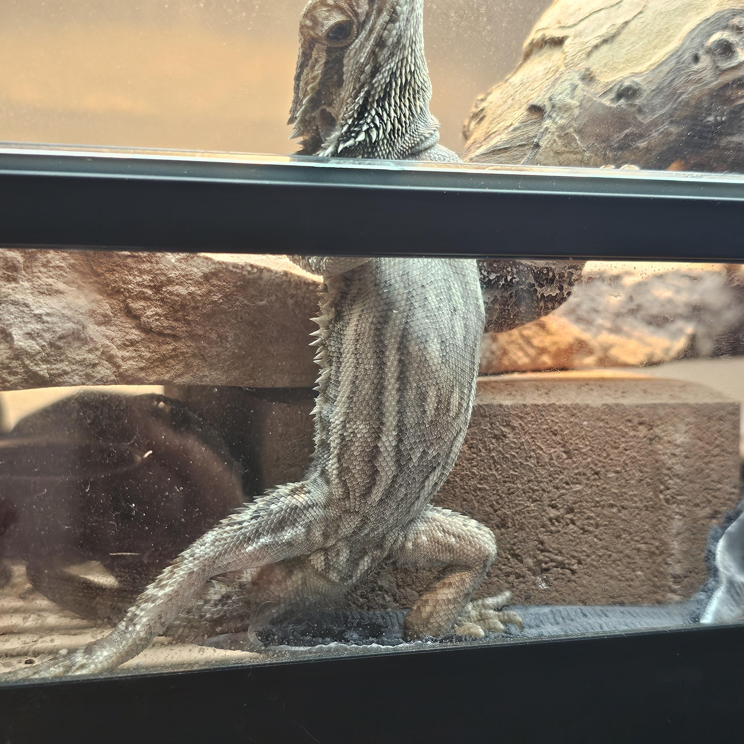 Enlarge Tinker, an adopted Bearded Dragon in Tucson, AZ image 3/5
