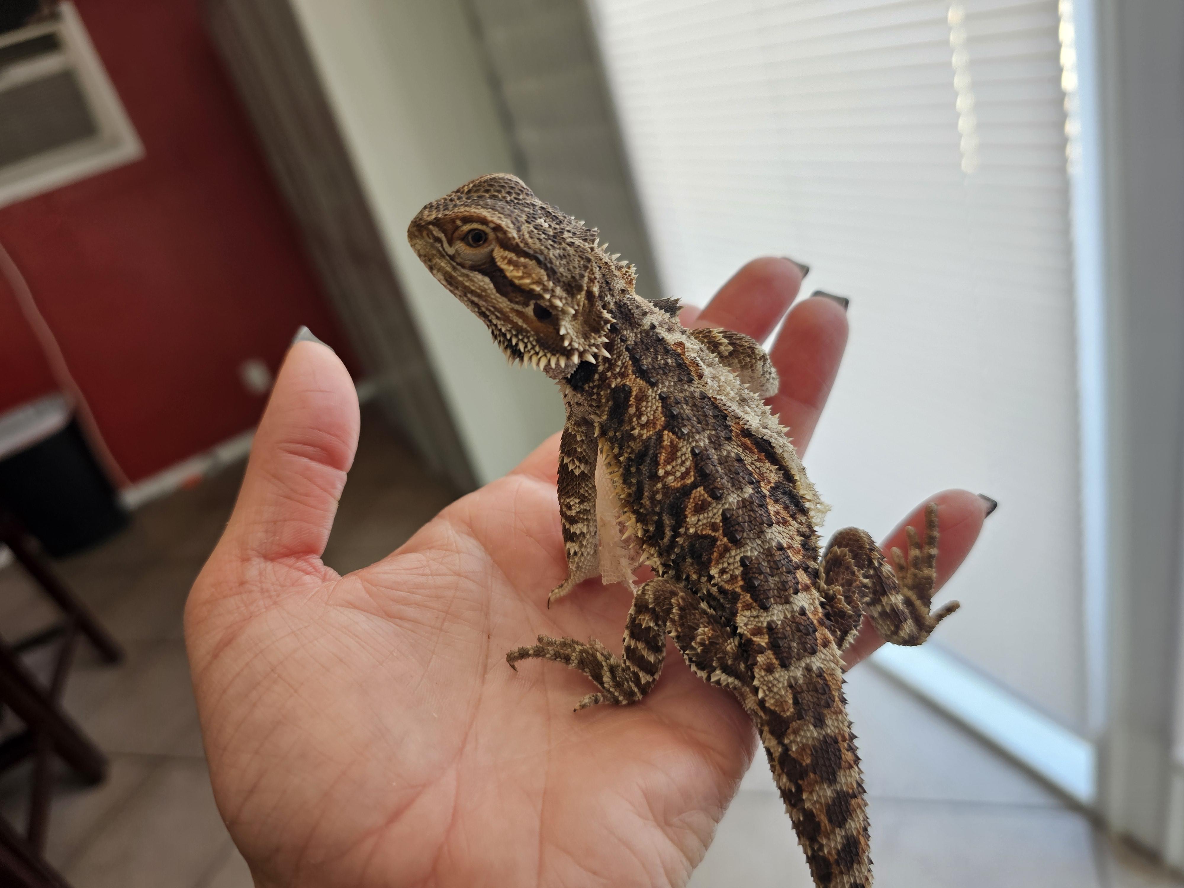 Enlarge Tinker, an adopted Bearded Dragon in Tucson, AZ image 4/5
