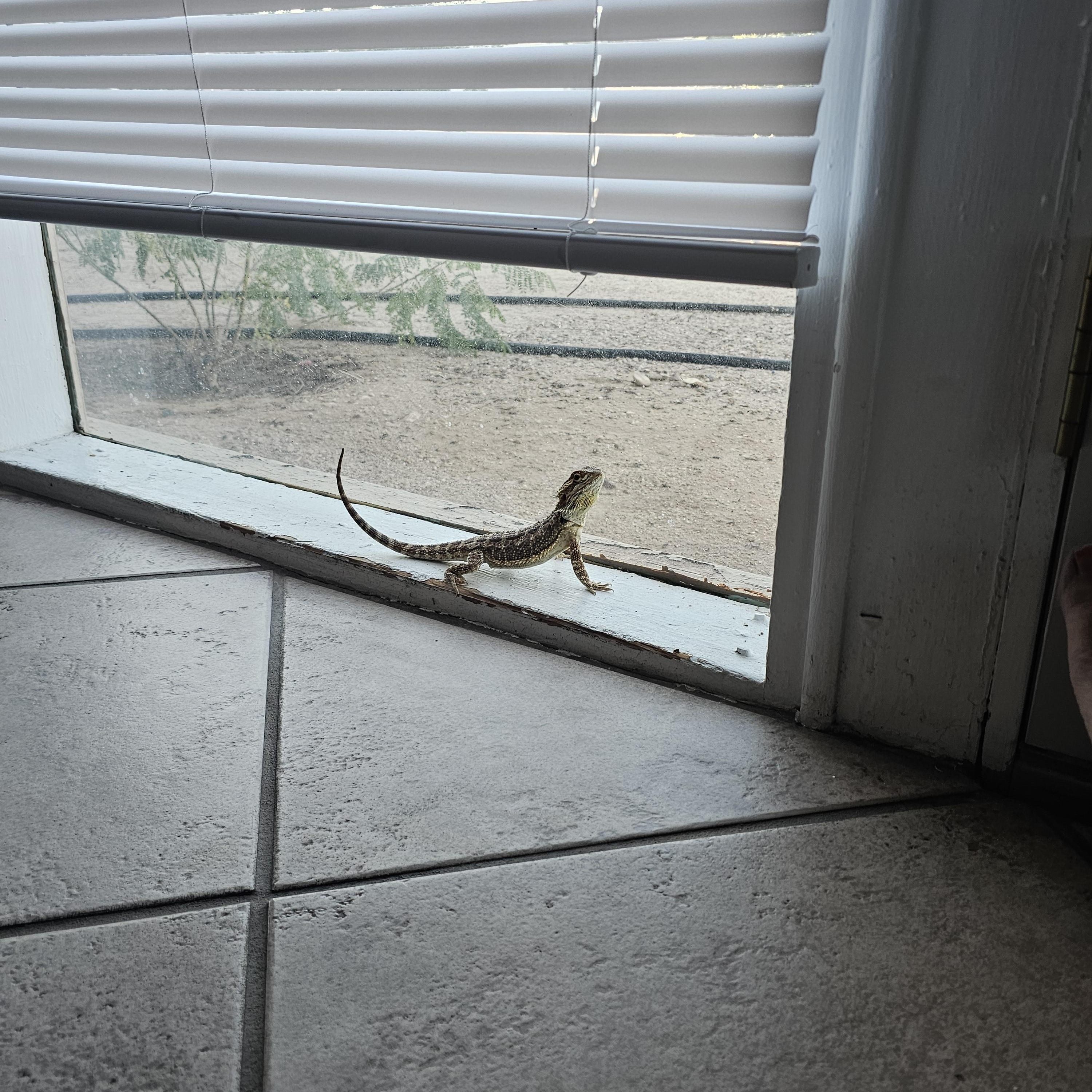 Enlarge Tinker, an adopted Bearded Dragon in Tucson, AZ image 5/5