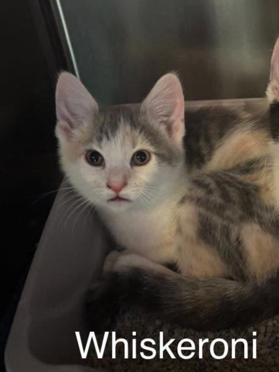 Enlarge Whiskeroni, a ADOPTABLE Domestic Short Hair in Topsham, ME image 1/1