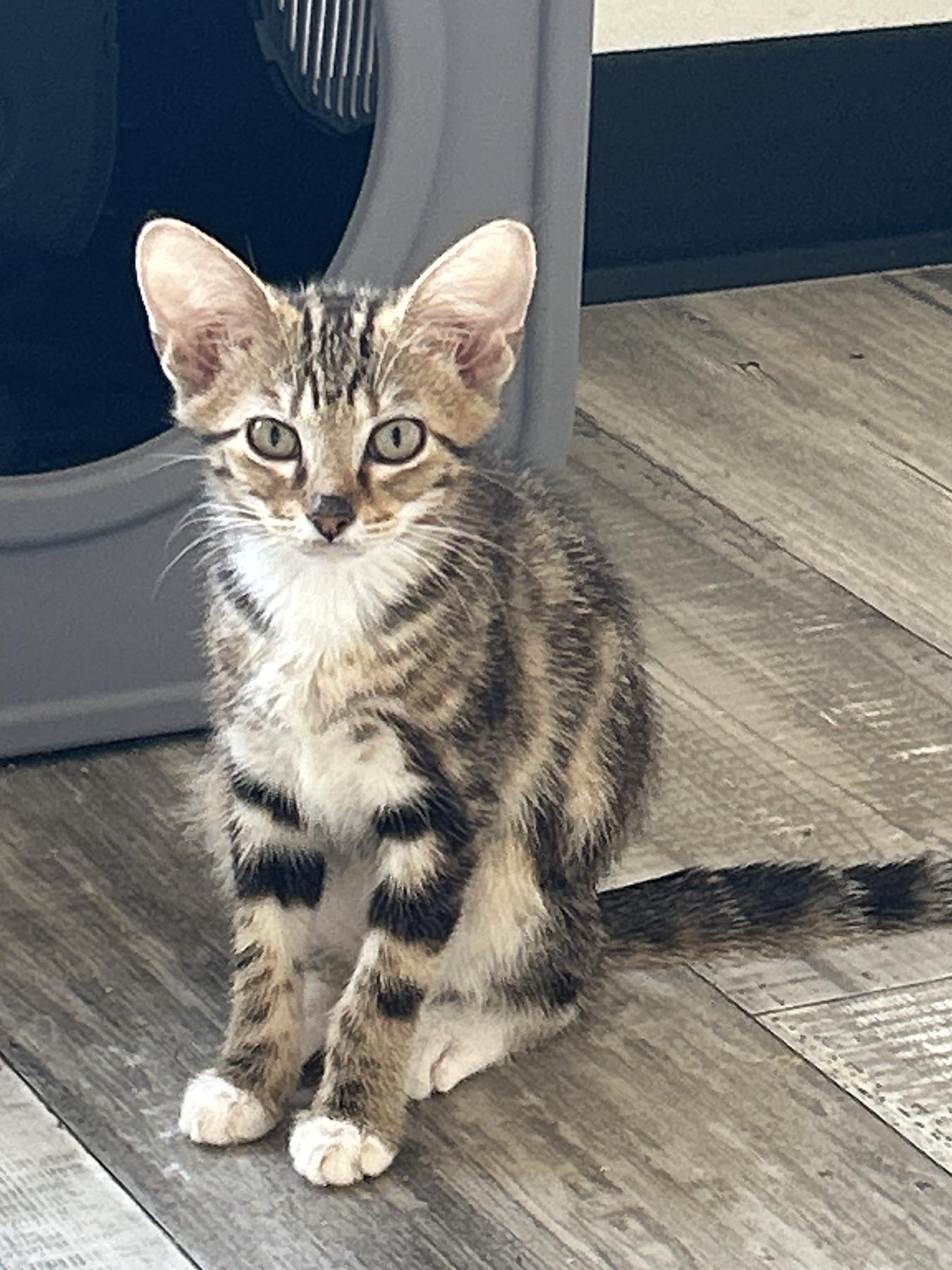 Enlarge Fern, a Adopted Tabby in Marble Falls, TX image 1/4