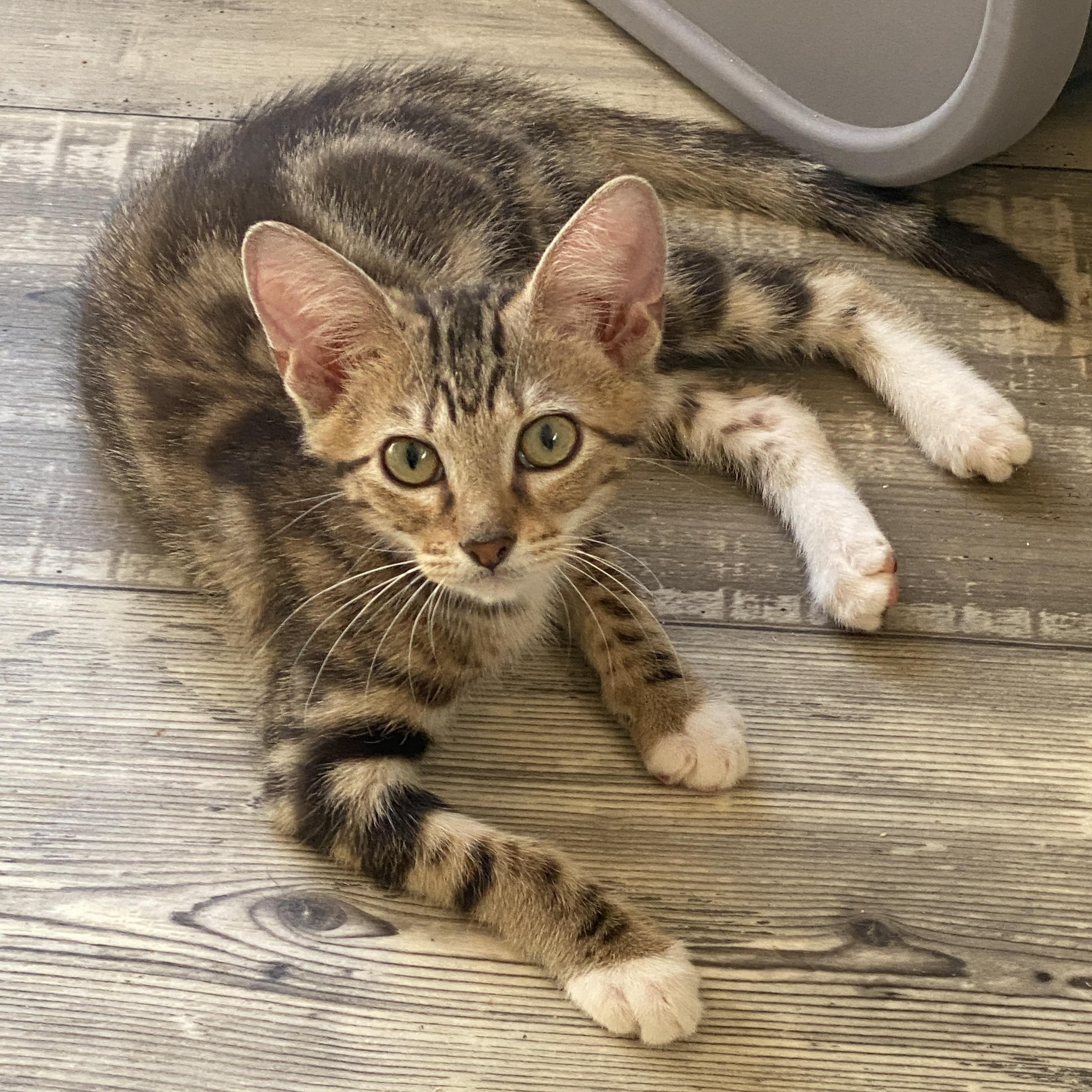 Enlarge Fern, a Adopted Tabby in Marble Falls, TX image 4/4
