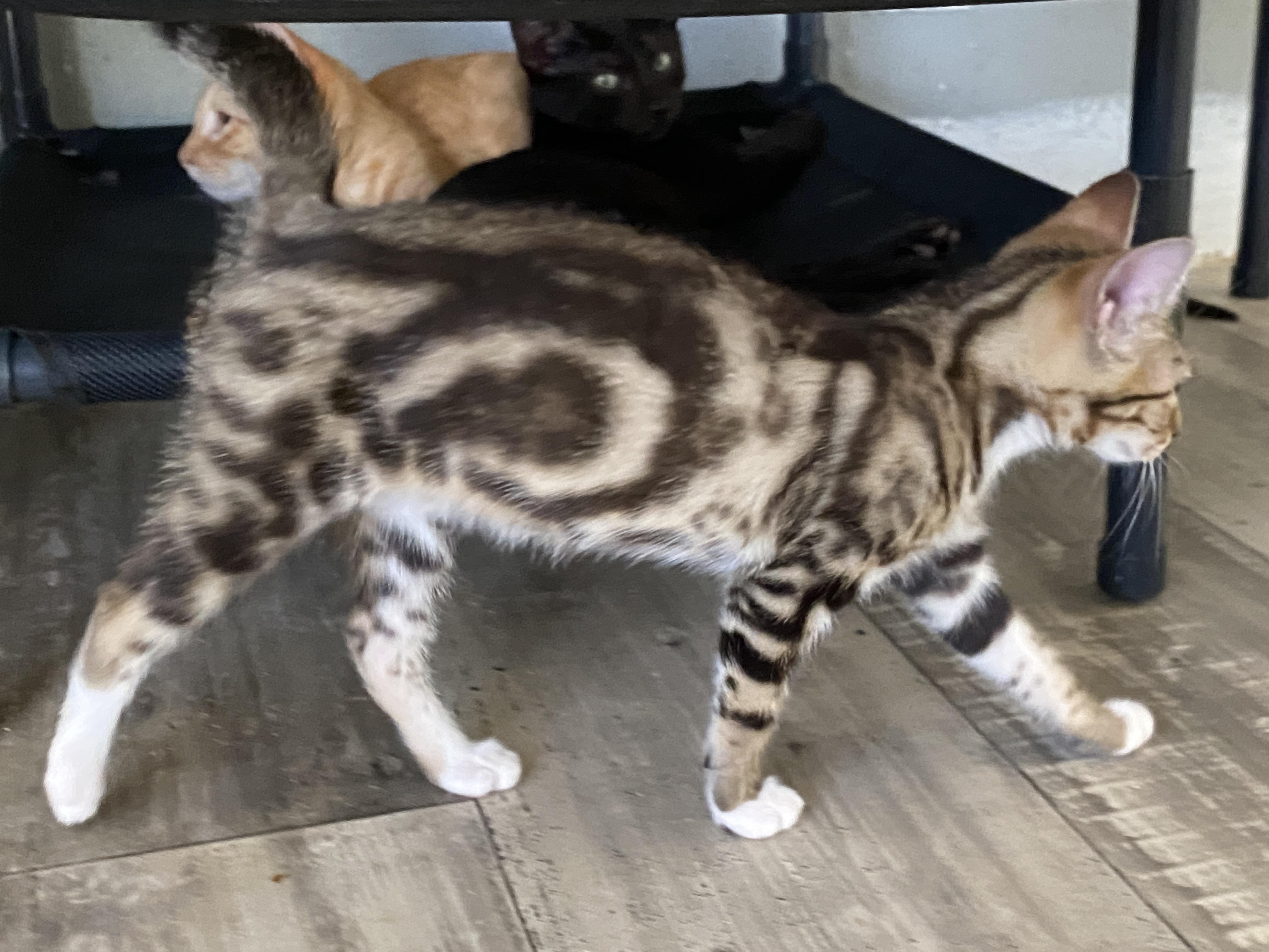 Enlarge Fern, a Adopted Tabby in Marble Falls, TX image 3/4
