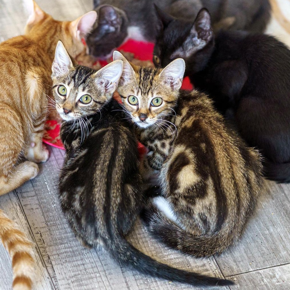 Enlarge Fern, a Adopted Tabby in Marble Falls, TX image 2/4