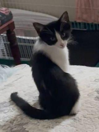 Enlarge Grace, a Adopted Domestic Short Hair in Lafayette, CO image 2/2